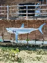 IMG_20250309_111638(1).webp